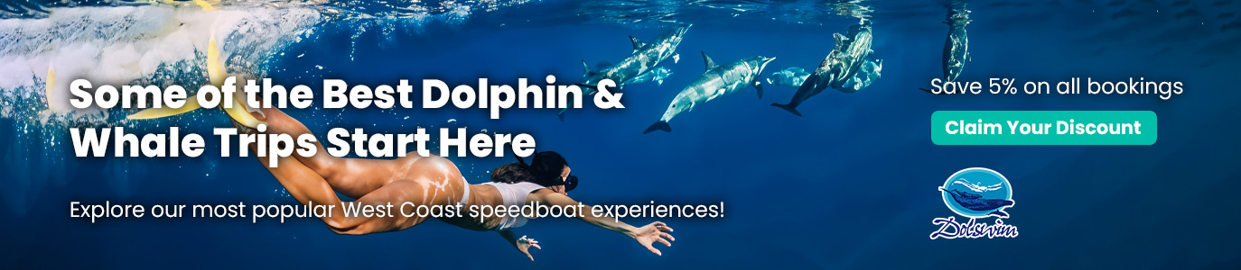 Dolphin Swim English Banner