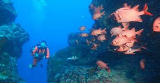 Try Dive for Beginners in Mauritius - West Coast