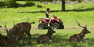 The Activity