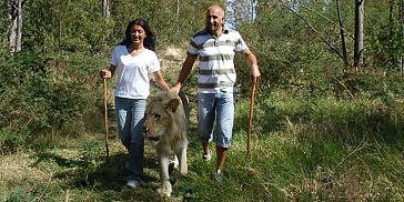Walking with Lions Adventure in Mauritius Walking with Lions Adventure in Mauritius