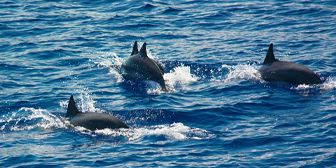 0.00265000 1643106511 exclusive west coast catamaran cruise (6)
