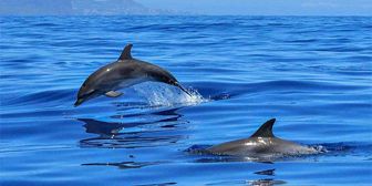 0.00267800 1643106511 exclusive west coast catamaran cruise (7)
