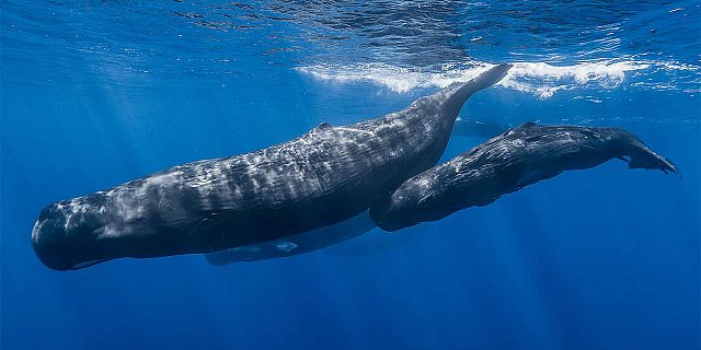 10a observation des baleines ile maurice